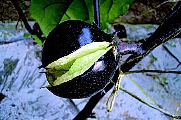 茄子裂果原因、症状及防治