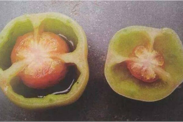 冬季如何预防番茄空洞果