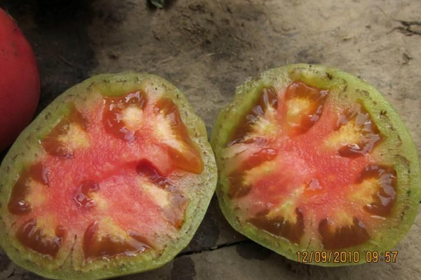 番茄筋腐果发生的原因及防治