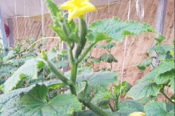 黄瓜花打顶的原因及防治措施种植