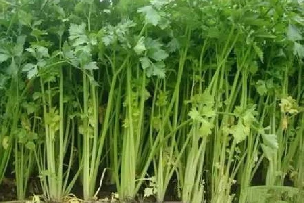 芹菜叶柄空心防治方法