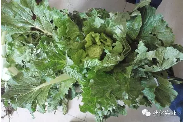 大白菜不包心的原因及对策
