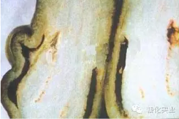 茄子凹凸果原因及预防