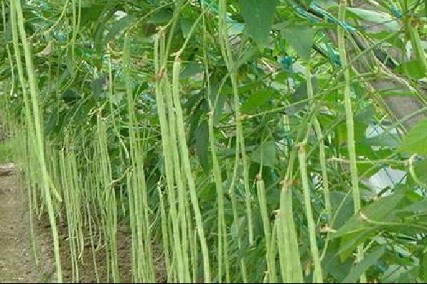 豇豆落花落荚原因及防治