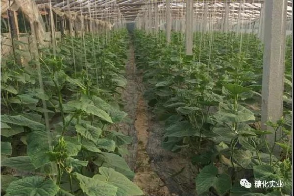 长的不好惊醒过来—黄瓜惊醒篇