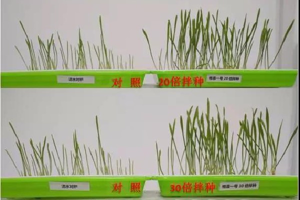 长的不好，惊醒过来—小麦拌种篇