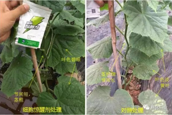 长的不好，惊醒过来—聊城黄瓜篇