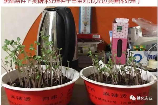 “太阳去流浪”类糖体来帮忙