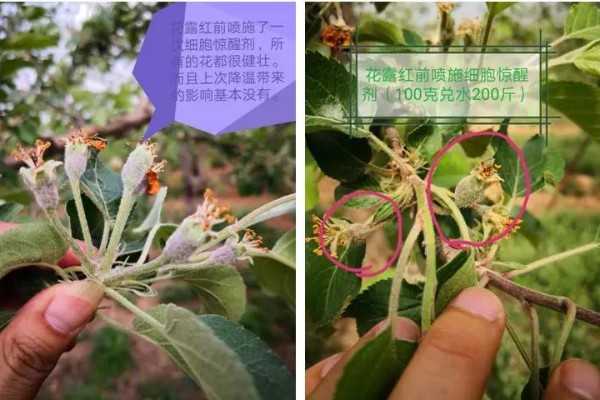 【新品分享】出大事了，30年树龄的苹果树不黄化了，坐果快了