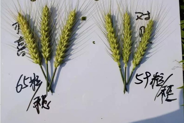 类糖体智能套餐—小麦穗粒多10%，千粒克重，增产不打折