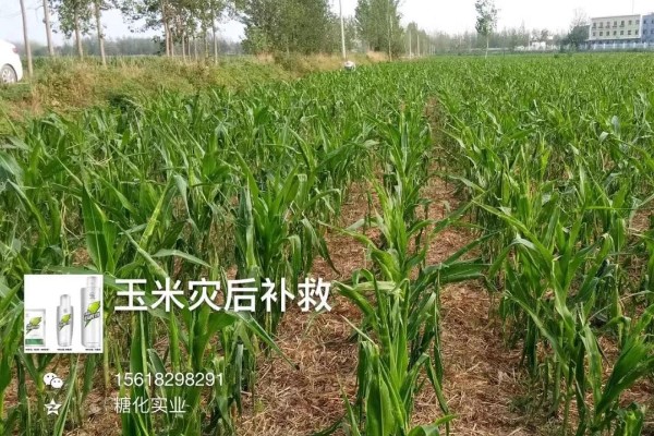 受冰雹灾害的玉米起死回生了