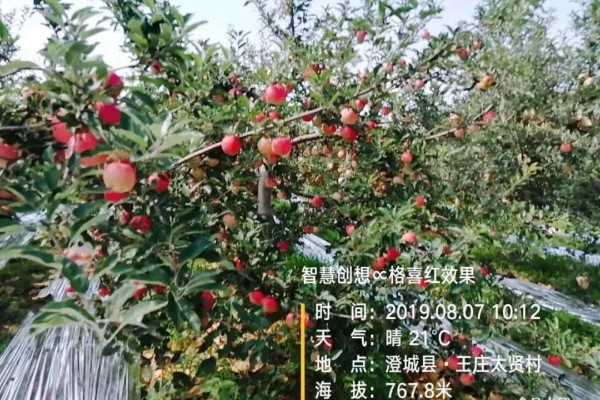 苹果转色 有“惊喜”