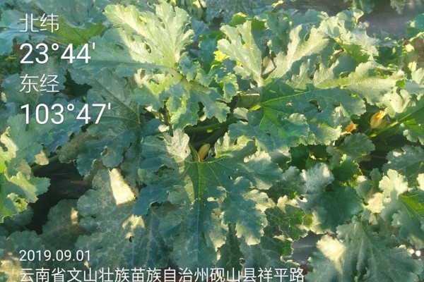 西葫芦促根壮苗，首选类糖体®超动力