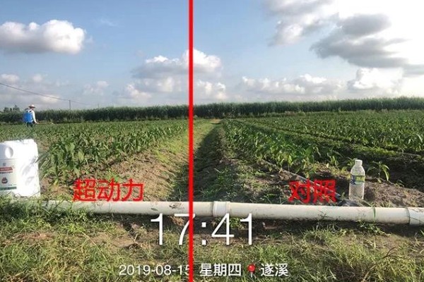 短短9天时间，这片辣椒地发生了什么变化？