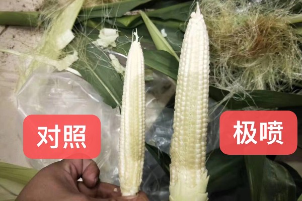 出事了，玉米棒大了一倍……