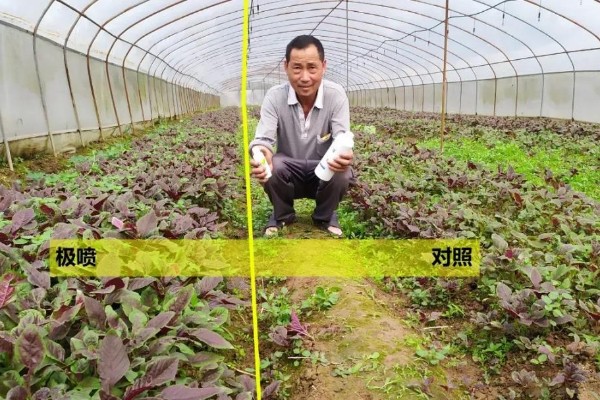 黄金搭档，让棚菜长得更好！