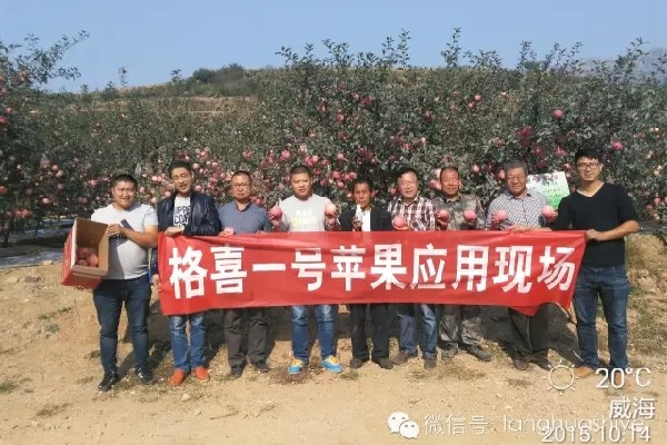 格喜一号--母爱圣地乳山苹果效果！