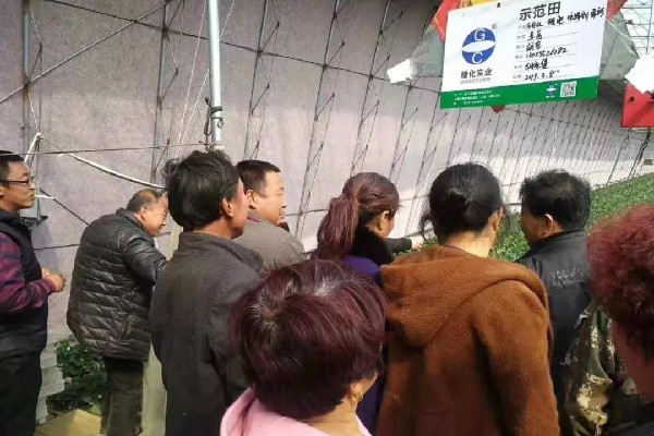 山东莱阳市草莓类糖体智能增产套餐现场观摩会