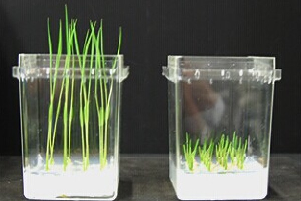 最新糖化科技——寡糖及其促进植物生长