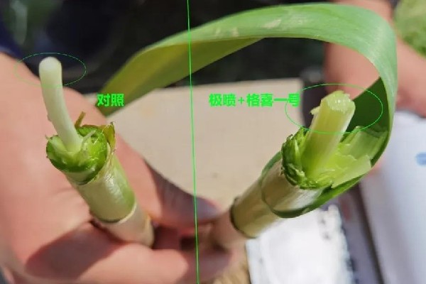 大蒜高产方案，戳这里！
