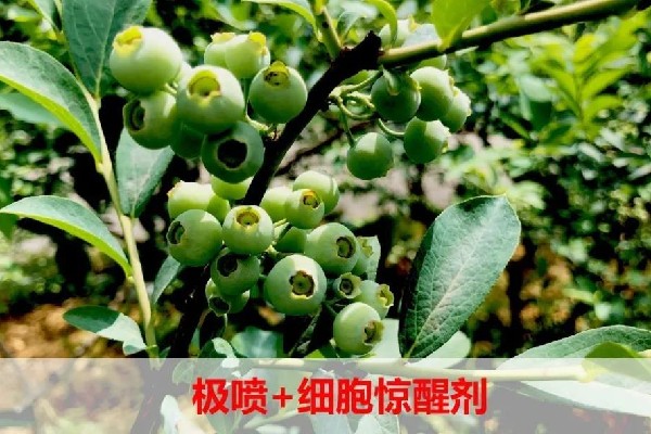 追肥新探索：极喷+惊醒剂加速蓝莓膨果