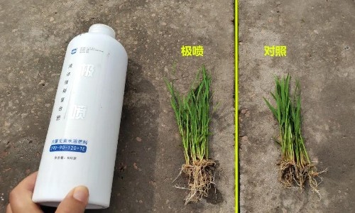水稻秧苗极喷+惊醒剂，五天就能见差距！