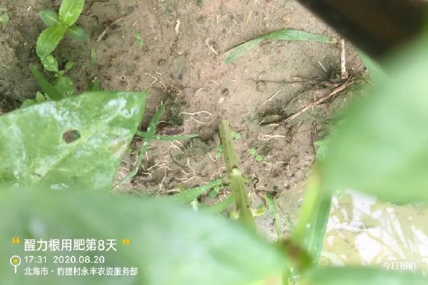都说根好才能苗壮，那怎么样才能养好根呢？