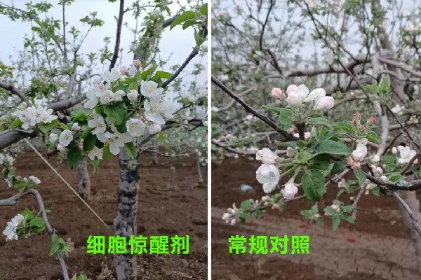 为什么说苹果花前一定要用细胞惊醒剂？